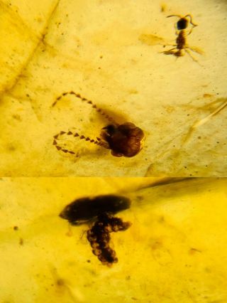 Unknown Bug Head&plant Leaf&fly Burmite Myanmar Amber Insect Fossil Dinosaur Age