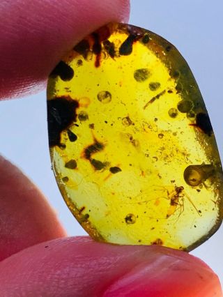 1.  78g Unknown Fly&plant Spores Burmite Myanmar Amber Insect Fossil Dinosaur Age