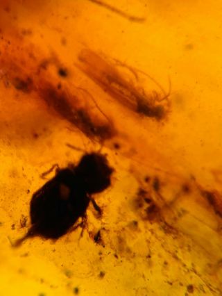 Coleoptera Beetle&moth Burmite Myanmar Burmese Amber Insect Fossil Dinosaur Age