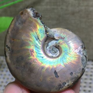 Rainbow Iridescent Ammonite Shell Specimen Madagascar N723
