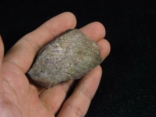 256.  5Ct Natural Canadian Ammonite Ammolite Fossil Rough Specimen MYJA79 2