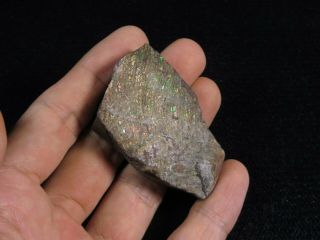 256.  5Ct Natural Canadian Ammonite Ammolite Fossil Rough Specimen MYJA79 3