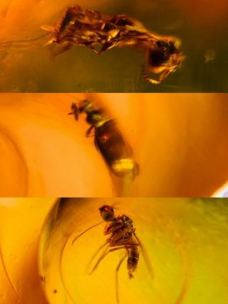 Wasp&beetle&diptera Fly Burmite Myanmar Burmese Amber Insect Fossil Dinosaur Age
