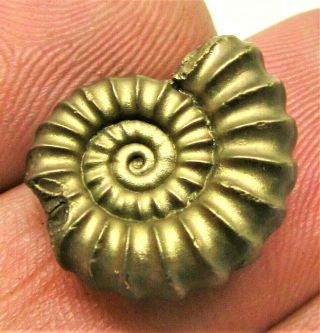Stunning Golden Promicroceras 17 Mm Jurassic Pyrite Ammonite Fossil Uk Gold Gift