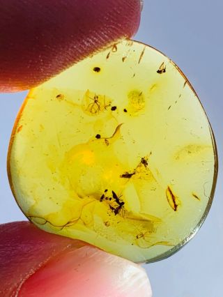 1.  47g Mosquito Fly Nest Burmite Myanmar Burmese Amber Insect Fossil Dinosaur Age