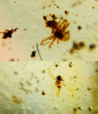 Male Spider&small Fly Burmite Myanmar Burmese Amber Insect Fossil Dinosaur Age