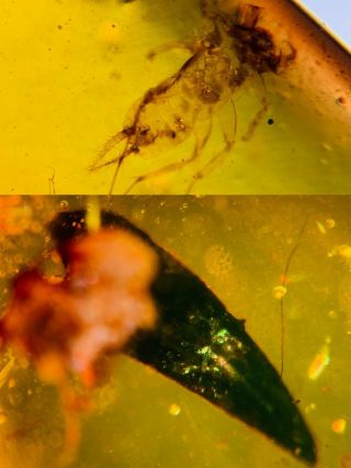Unknown Bug&plant Leaf Burmite Myanmar Burmese Amber Insect Fossil Dinosaur Age