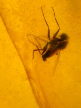 2.  15g Diptera Fly Bug Burmite Myanmar Burmese Amber Insect Fossil Dinosaur Age