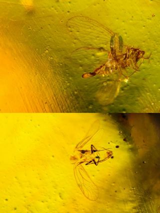Neuroptera Fly&barklice Burmite Myanmar Burmese Amber Insect Fossil Dinosaur Age