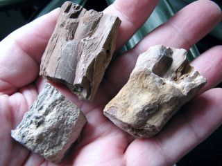 Virgin Valley Nevada Limbs: Highly Detailed Permineralized Wood; 3 Small Limbs
