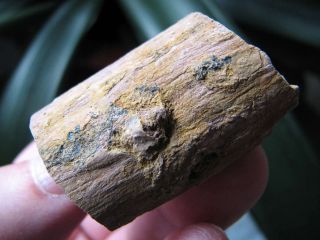 Virgin Valley Nevada Limbs: Highly Detailed Permineralized Wood; 3 Small Limbs 2
