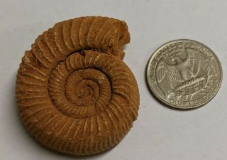 Perisphinctes Jurassic Age Fossil Ammonite From Madagascar (k8073)