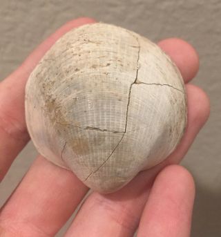 Italy Fossil Bivalve Glycymeris Inflatus Repaired Pliocene Fossil Shell