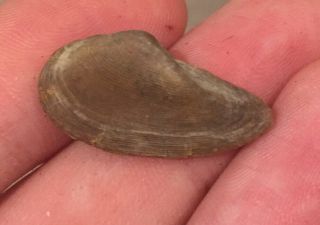 Texas Fossil Bivalve Nuculopsis Sp.  Pennsylvanian Trilobite Age