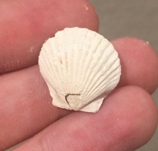 Florida Fossil Bivalve Lyropecten Liveoakensis Oligocene Age Shell