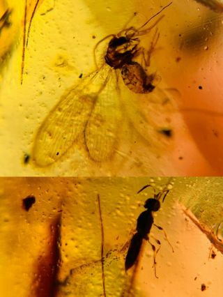 Neuroptera Fly&wasp Bee Burmite Myanmar Burmese Amber Insect Fossil Dinosaur Age