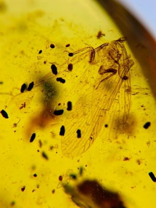 Unknown Fly Bug Wings Burmite Myanmar Burmese Amber Insect Fossil Dinosaur Age