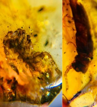 Barbed Spider&beetle Burmite Myanmar Burmese Amber Insect Fossil Dinosaur Age