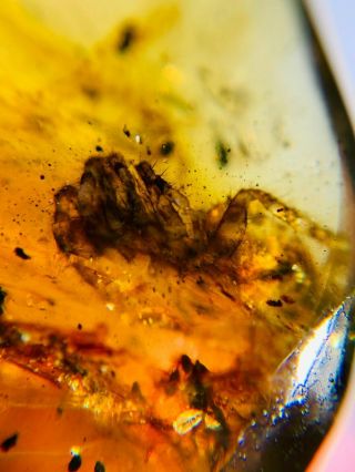 Barbed spider&beetle Burmite Myanmar Burmese Amber insect fossil dinosaur age 2