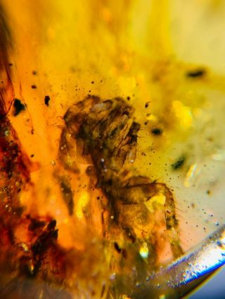 Barbed spider&beetle Burmite Myanmar Burmese Amber insect fossil dinosaur age 3
