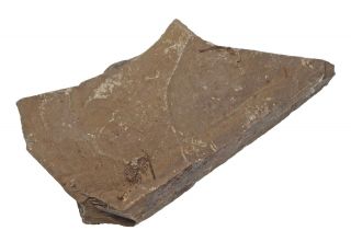 Fossil Trilobite - Nevada - Zacanthoides Typicalis,  Rare