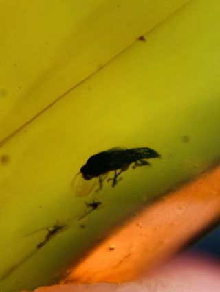 Small Coleoptera Beetle Burmite Myanmar Burmese Amber Insect Fossil Dinosaur Age