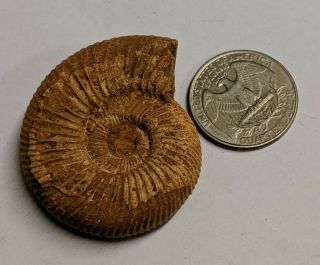 Perisphinctes Jurassic Age Fossil Ammonite From Madagascar (k8077)
