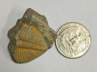 Ordovician–silurian Coronocephalus Trilobite Tail Fossil From China (l1491)
