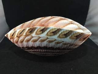 Extra Large Murano Glass Sea Shell Bowl Made In Italy 17 X 8 X 7.  5