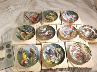 Birds Of Your Garden By Kevin Daniel Knowles Plates (set Of 10) 