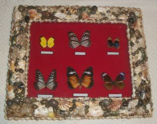 Vtg Entomology Seashell Real Butterfly Shadow Box Display Glass Picture Folk Art