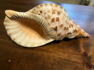 Large Pacific Triton Trumpet Seashell Conch Shell 13 " Collectible Ocean Shell