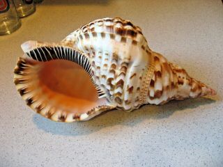 Large Pacific Triton Trumpet Seashell Conch Shell 12 " Collectible Ocean Shell