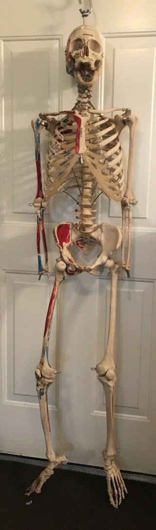 Vintage 63” Inch Skeleton Medical Teaching Model Anatomy Or Halloween Decor