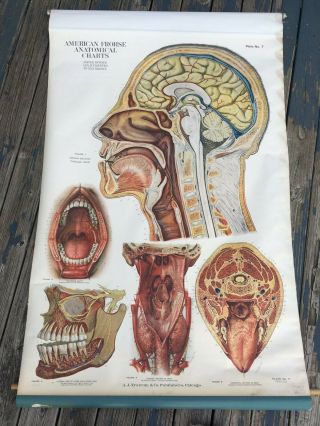 American Frohse Anatomical Chart No.  Fa 7 Head & Neck Copyright 1918