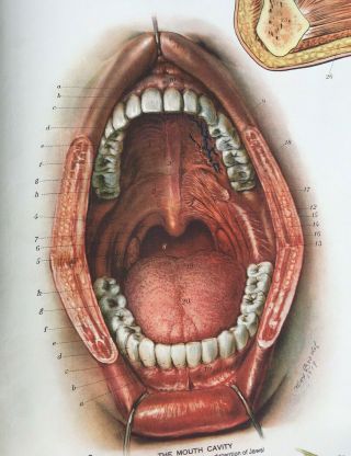 American Frohse Anatomical Chart No.  FA 7 Head & Neck Copyright 1918 2