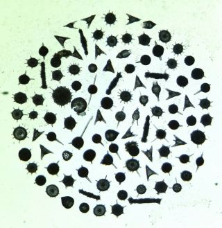Antique Microscope Slide By W.  A.  Firth.  " Radiolaria.  Selected Various Species ".