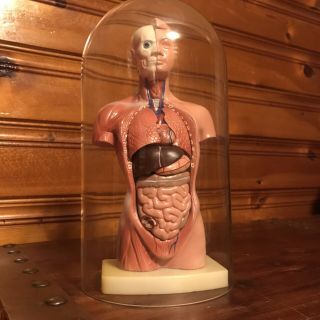 Vintage Anatomical Model Male With Glass Cloche