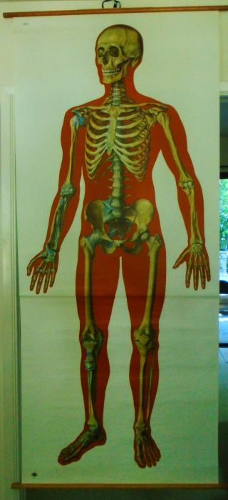 Man - Skeleton - Cloth Chart/33x80 - Dutsschis - Hygine - Dresden Mesuem - Germany