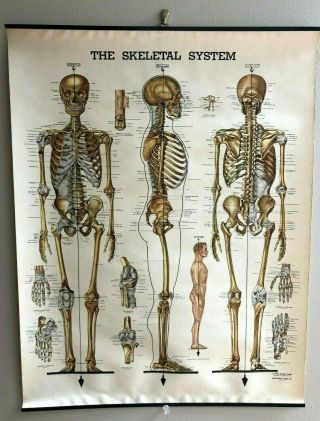 Peter Bachin Medical Charts - Set Of 5 Vintage From 1947 To 1957
