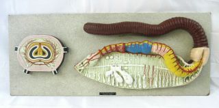 Nystrom Biological " Life Like Models " Anatomical Earthworm Model - 29 " X 12 " Vgc