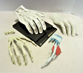 Vintage Merck Medical Hand Model