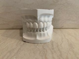 Human Teeth Dental Study Models Plaster Collectible Dentistry