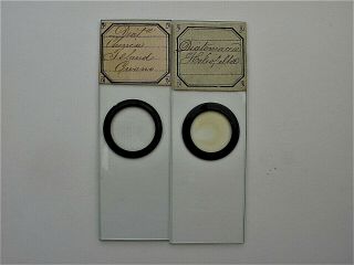 2 Antique Microscope Slides.  Diatoms.  Guano And Heliopelta By J.  T.  Norman.