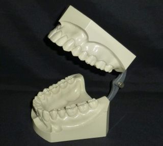 Antique Columbia Dentoform Corp York " Dental Manikin Dentist Set Of Teeth
