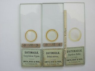 3 Antique Microscope Slide.  Diatoms.  Early Smith Beck And Beck.