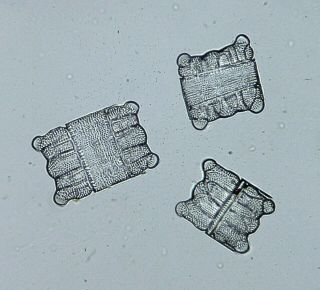 Antique Microscope Slide By J.  C.  Tempere.  Diatoms.  Biddulphia Pulchella.