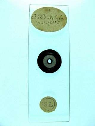 Antique Microscope Slide by J.  C.  Tempere.  Diatoms.  Biddulphia pulchella. 2
