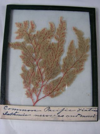 Vintage Pressed Common Pacific Diatom Flower Plant Specimen