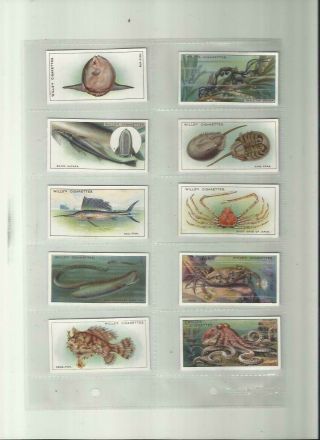 (d2) 92 Yr Old Set Cards Shells Fishing Diving Wonders Of The Sea